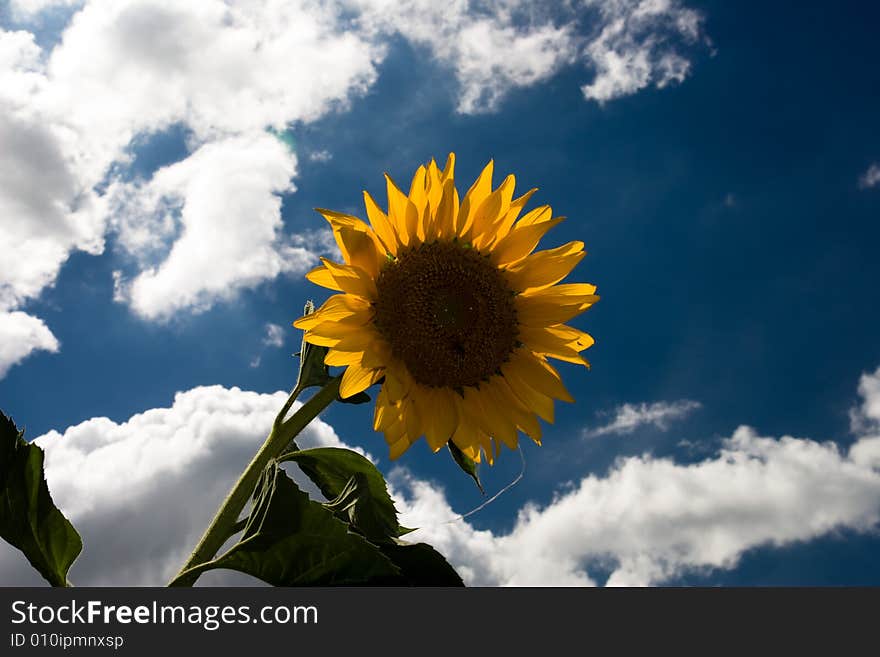 The beautiful bule sky and Sunflower. The beautiful bule sky and Sunflower