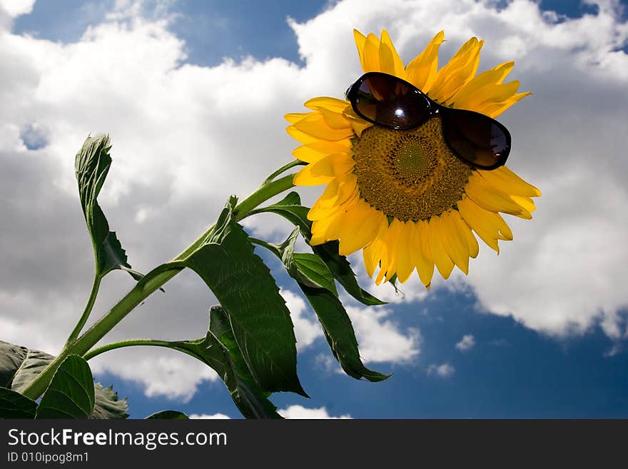 The beautiful bule sky and Sunflower. The beautiful bule sky and Sunflower