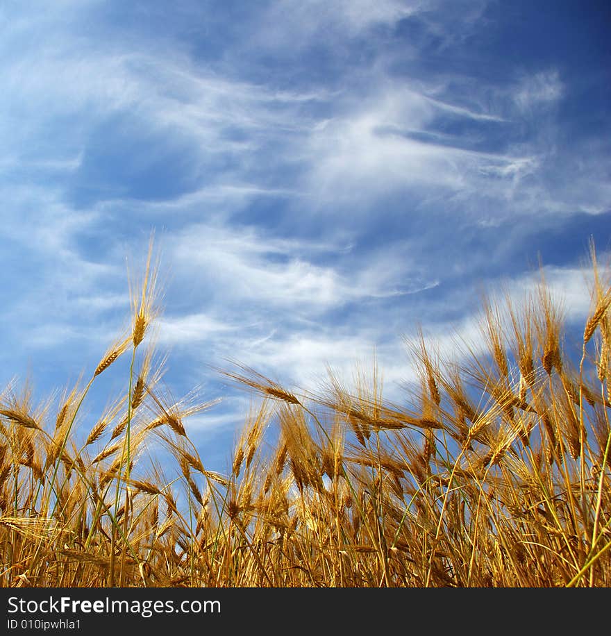 Wheat Ears