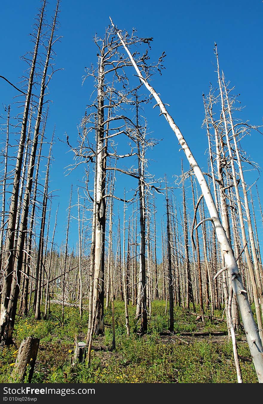 Forest after fire in glacier national park, usa. Forest after fire in glacier national park, usa