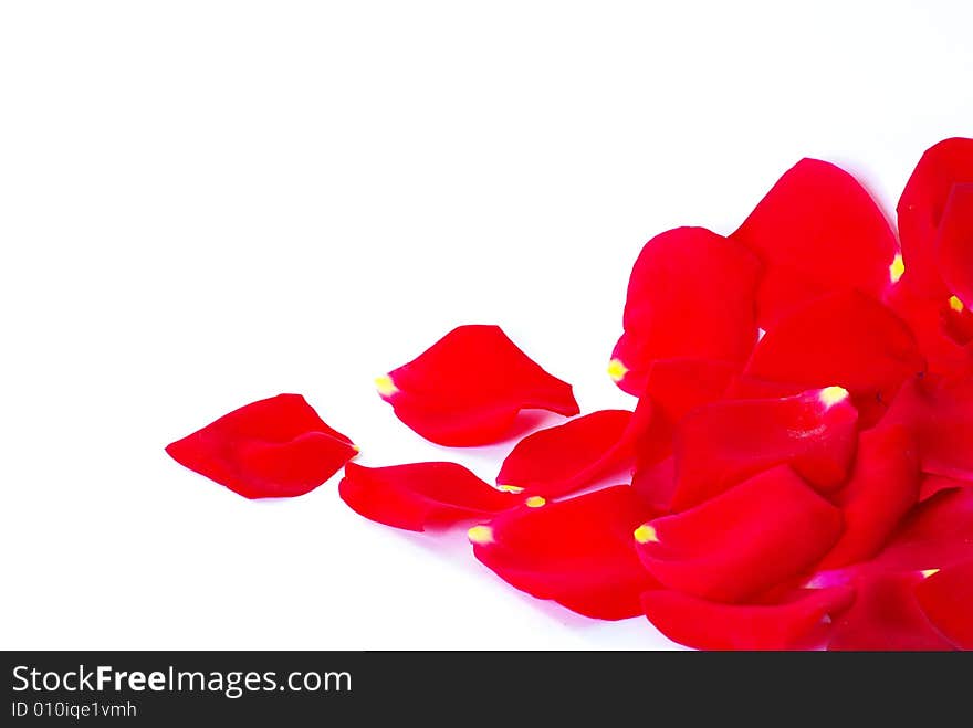 Rose petals isolated on a white background