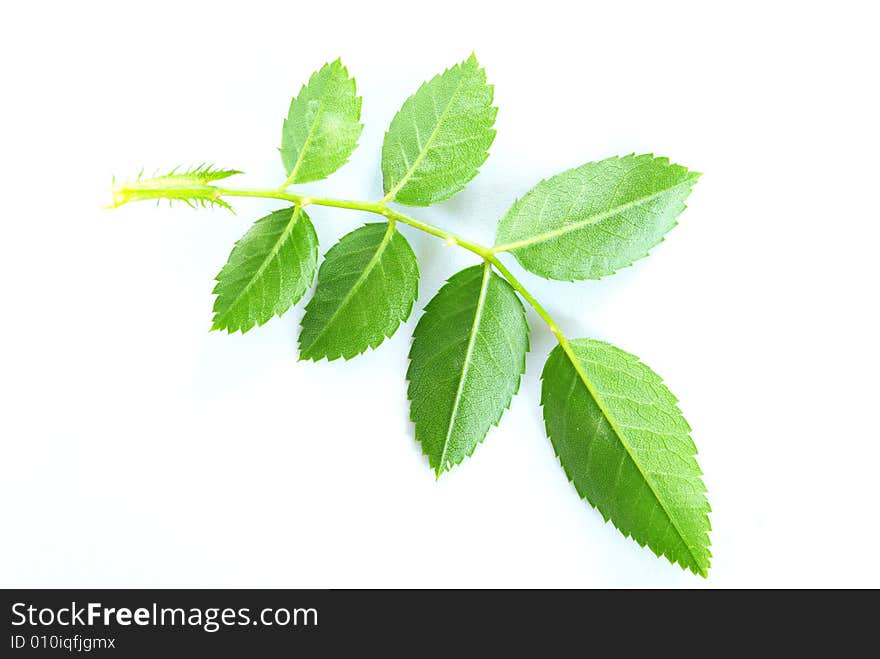 Green leaf isolated on a white