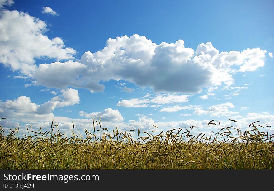 Wheats On Sky