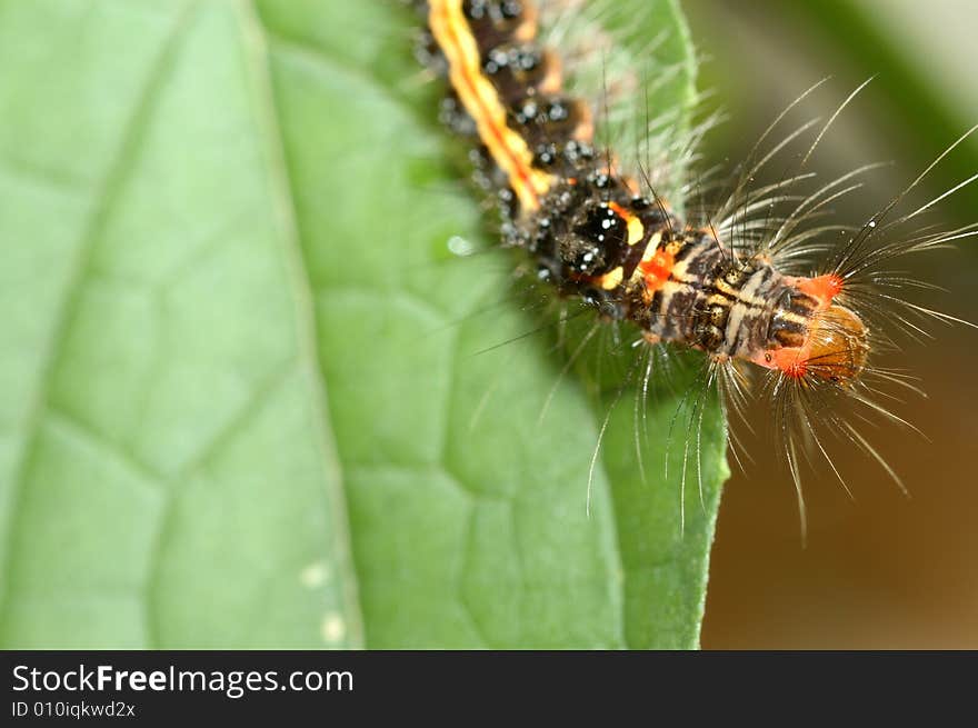 It is a color caterpillar on the green leaf.