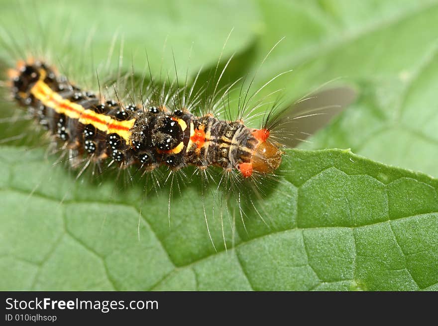 It is a color caterpillar on the green leaf.