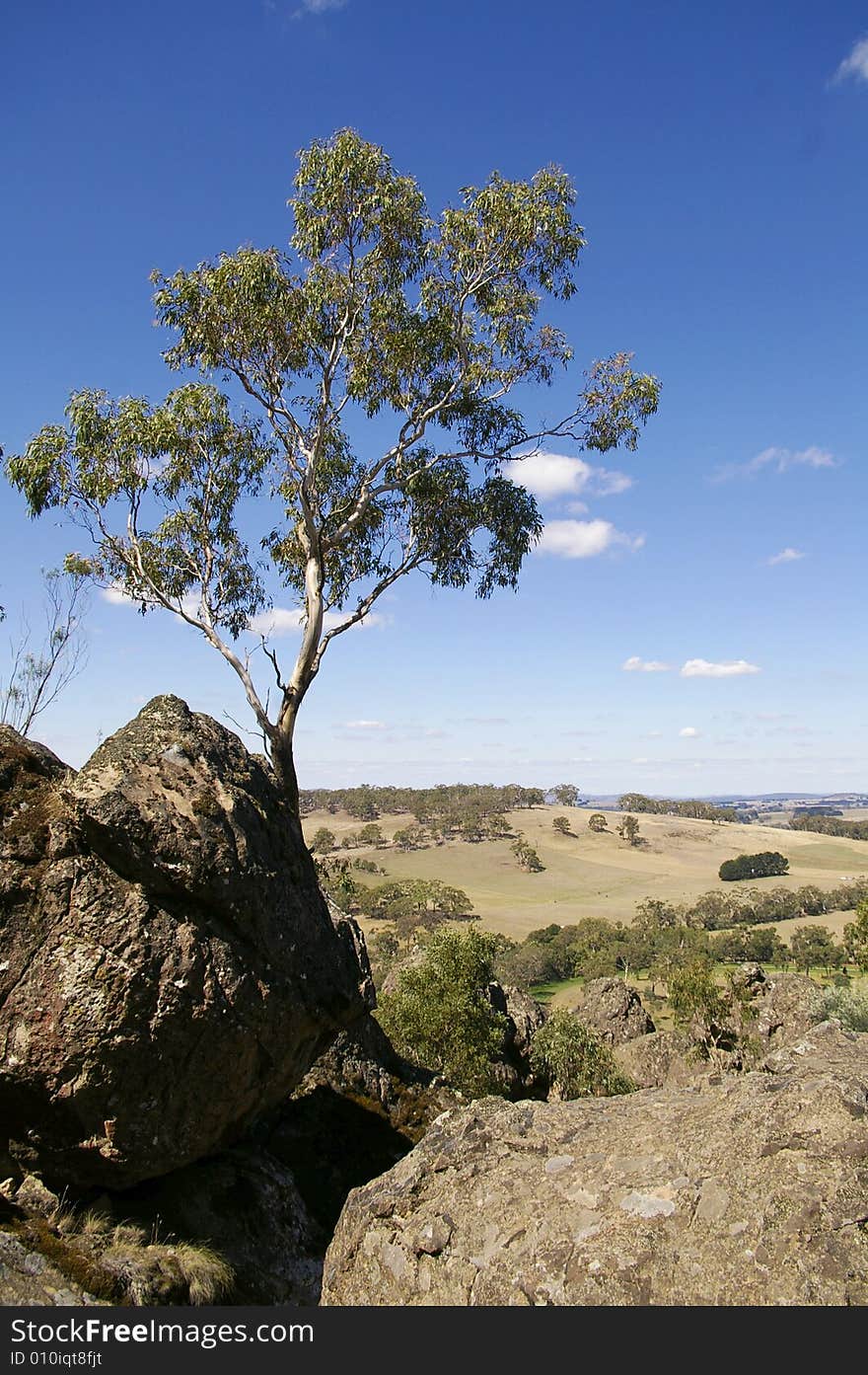 A Gum tree, and surrounding landscape, during the middle of the day in the Australian bush. Photo by Daniel Gregoric