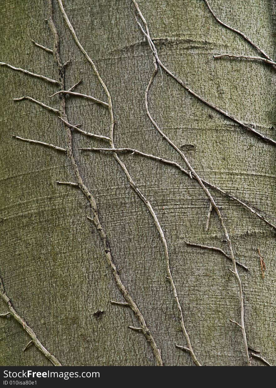 Detail of a tree with branches covering its bark. Detail of a tree with branches covering its bark