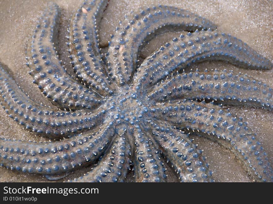 blue starfish