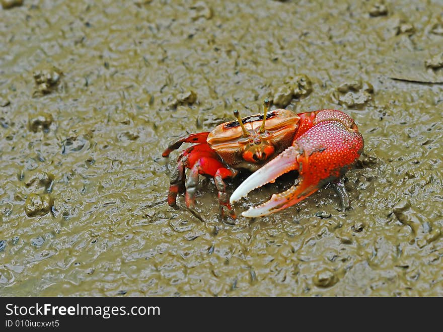 Macro shoting of red crab on mud。