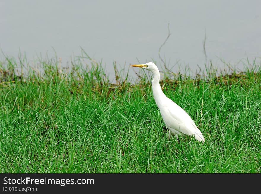 Egret