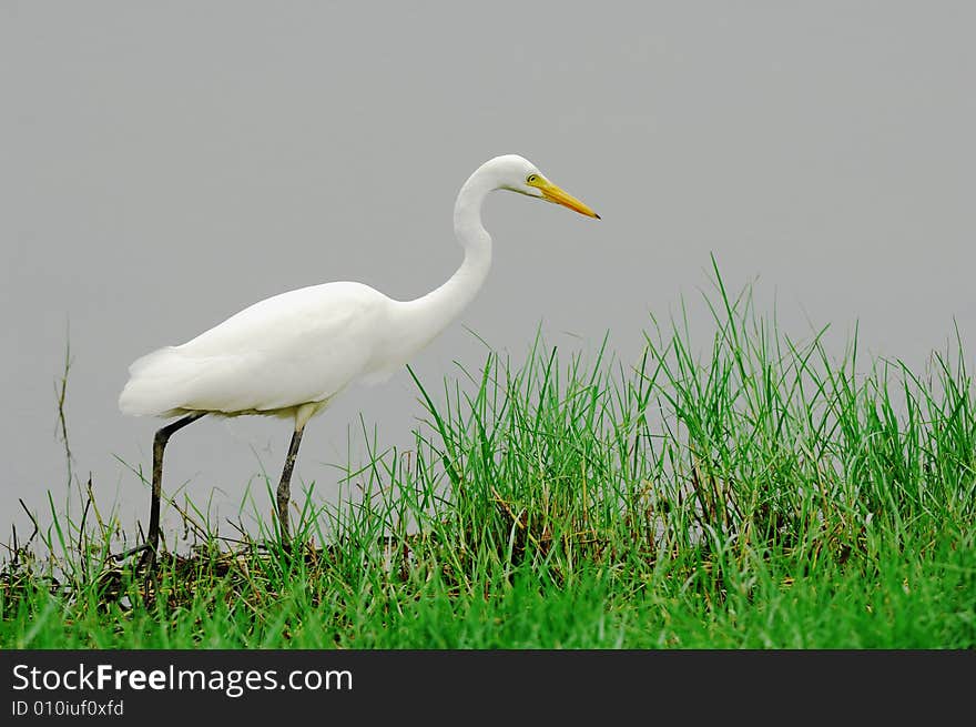 Egret