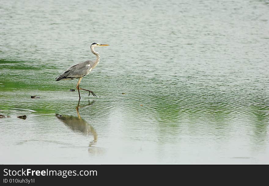 A shot of a Great Egret in the water.