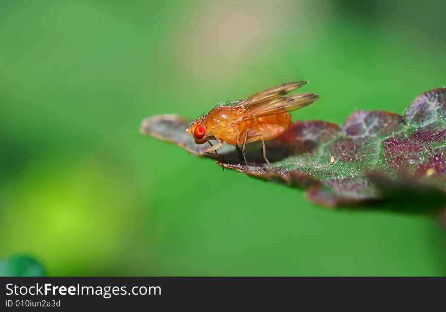 A orange fly with bright red eyes on leaves