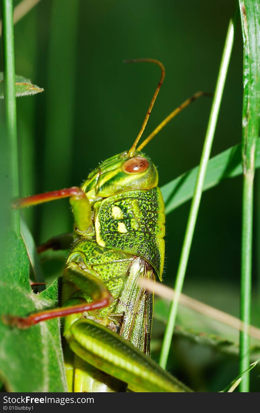 Fat grasshopper