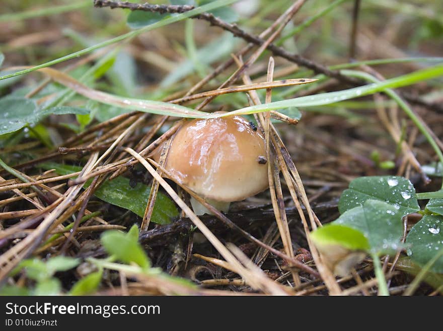 Mushroom Greasers