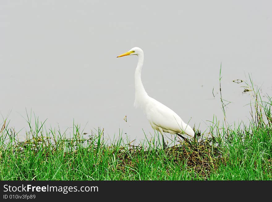 Egret