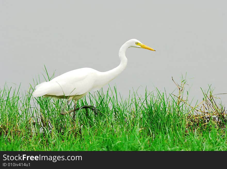 Egret