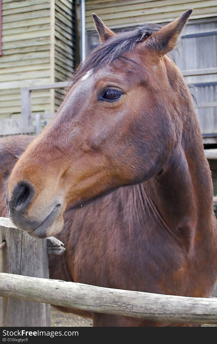 A horse in its pen during the day. Photo by Daniel Gregoric