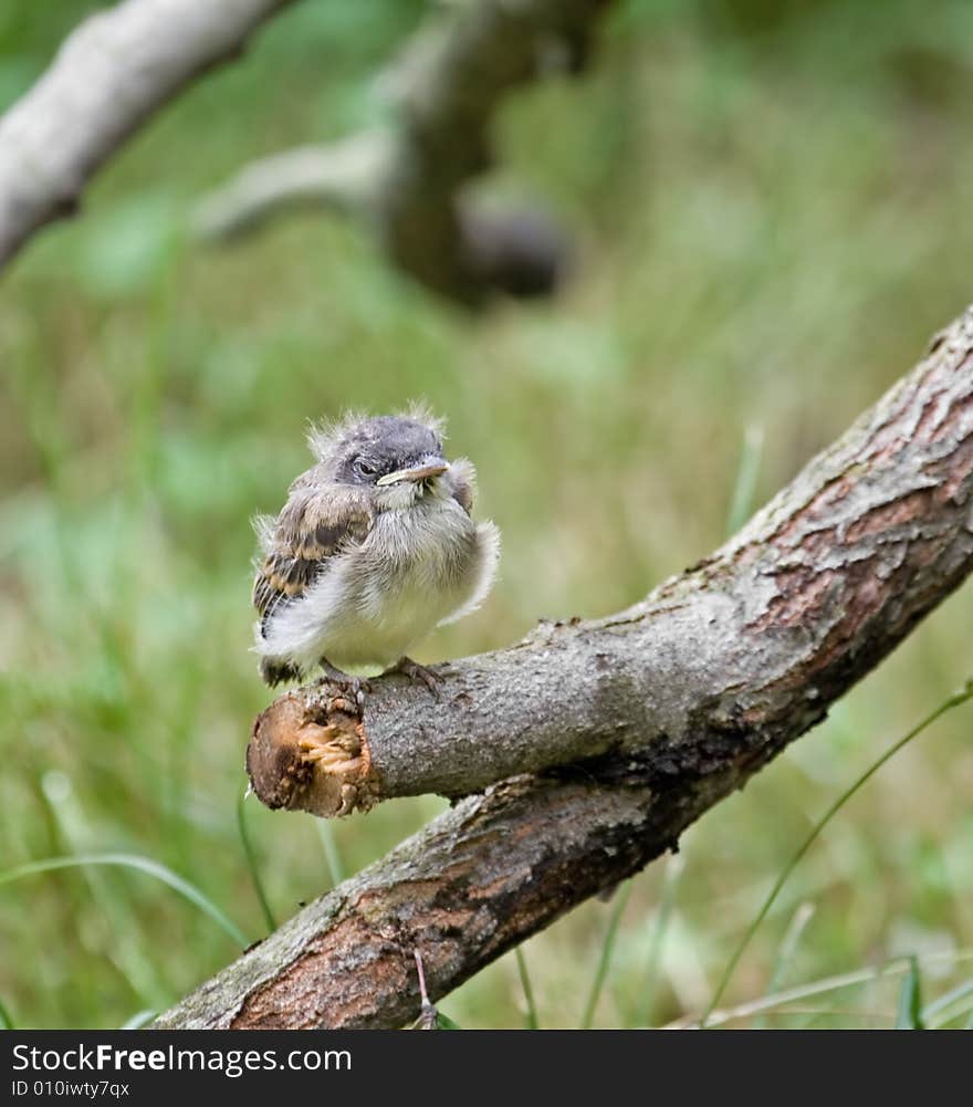 Baby Flycatcher