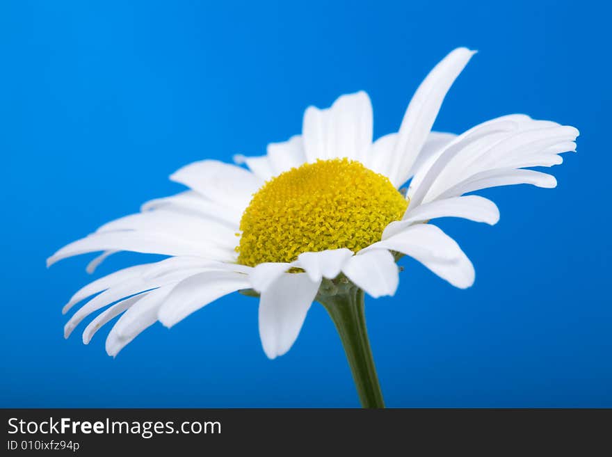 Chamomile on blue sky background. Chamomile on blue sky background