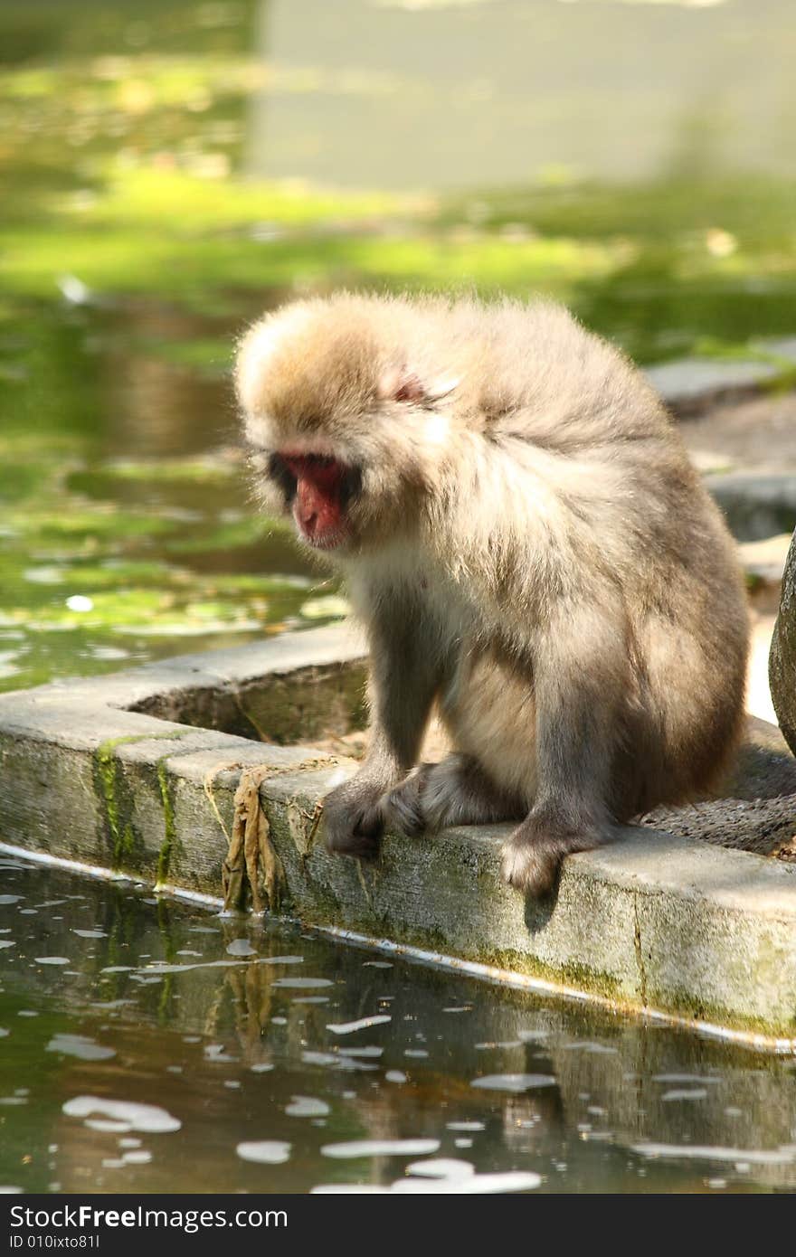 Japanese snow monkey