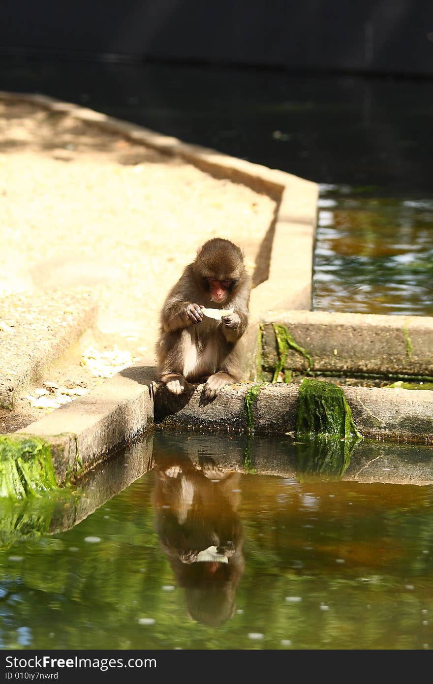 Japanese snow monkey