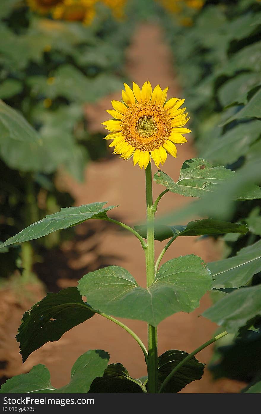 Sunflower