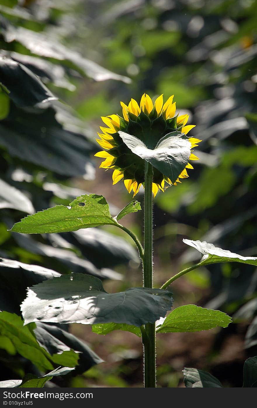 Sunflower, back view