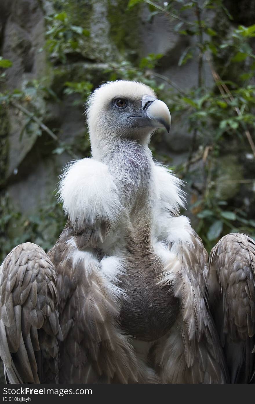 Portrait of a vulture