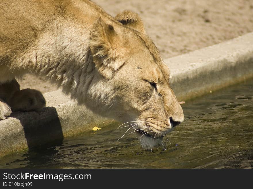 Lion is drinking