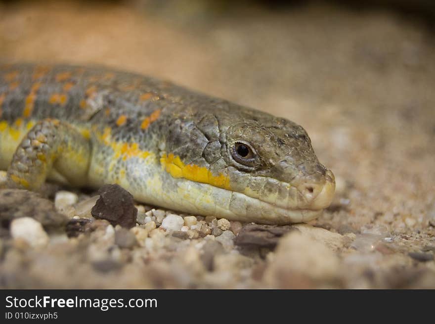 Brown lizard is watching his environment