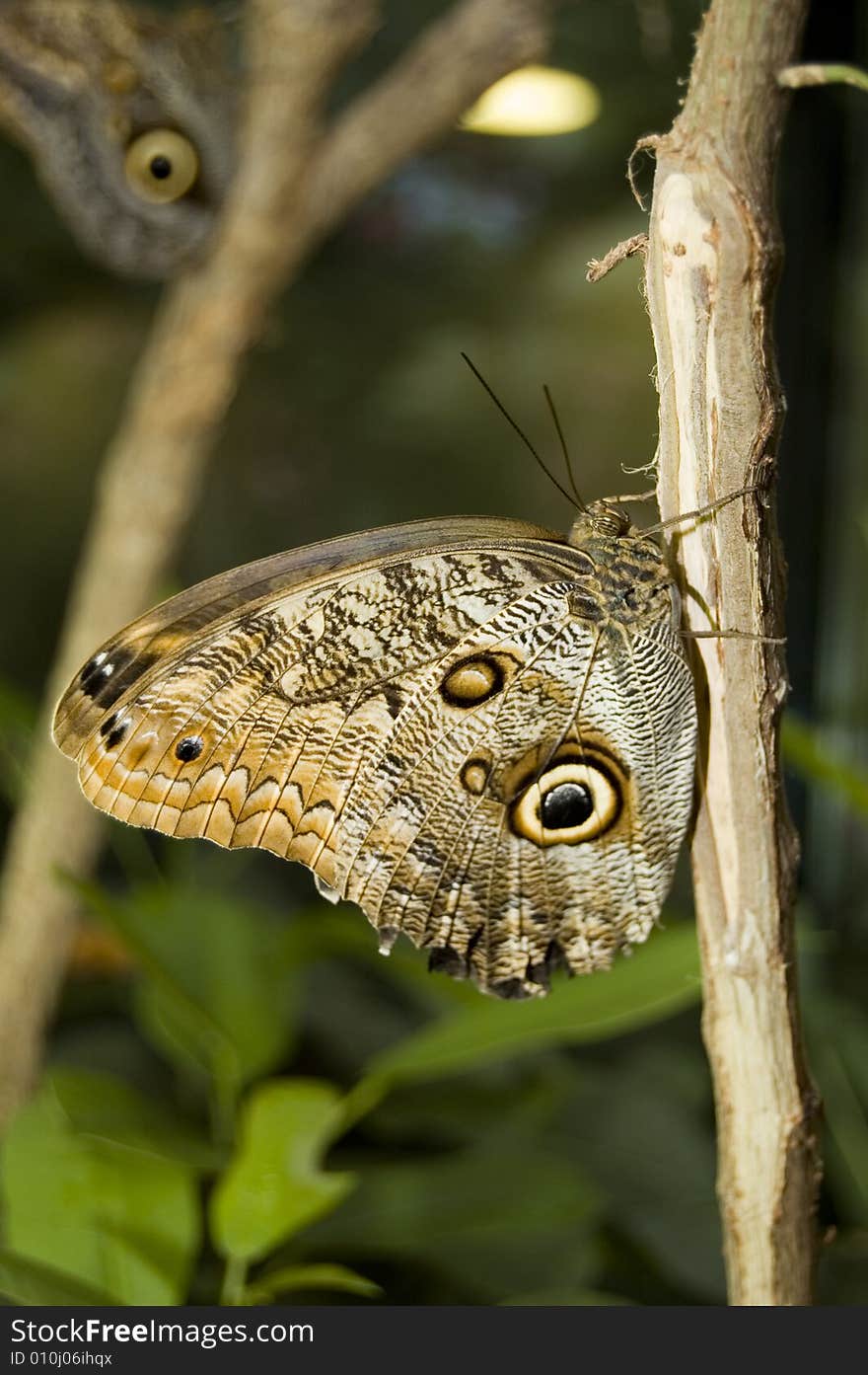 Morpho Peleides