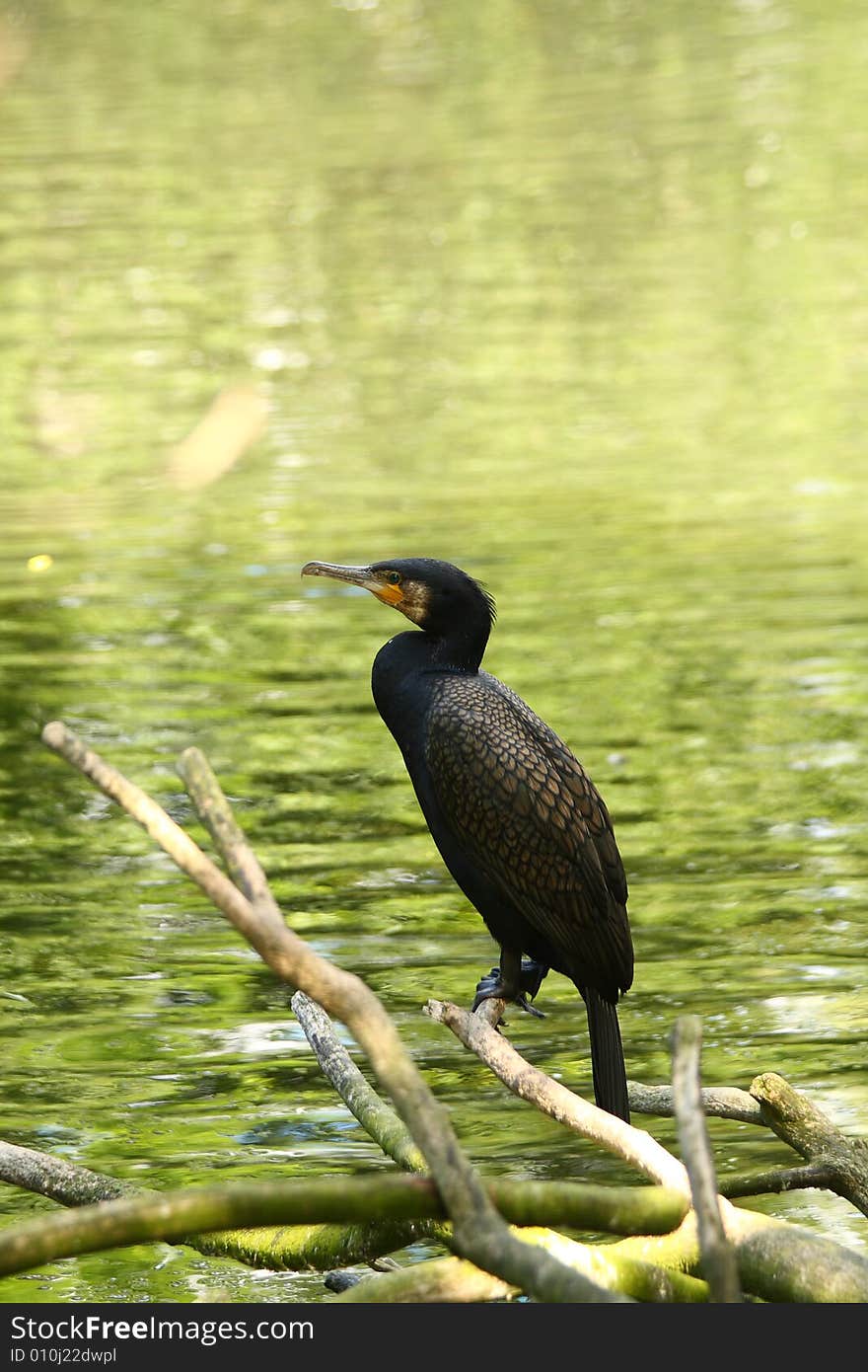 Black Cormorant