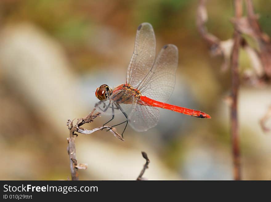 Red dragonfly sitting on the edge of the dry leaf.