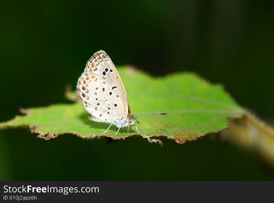 Close-up shooting of small butterfly on a leaf. Close-up shooting of small butterfly on a leaf.