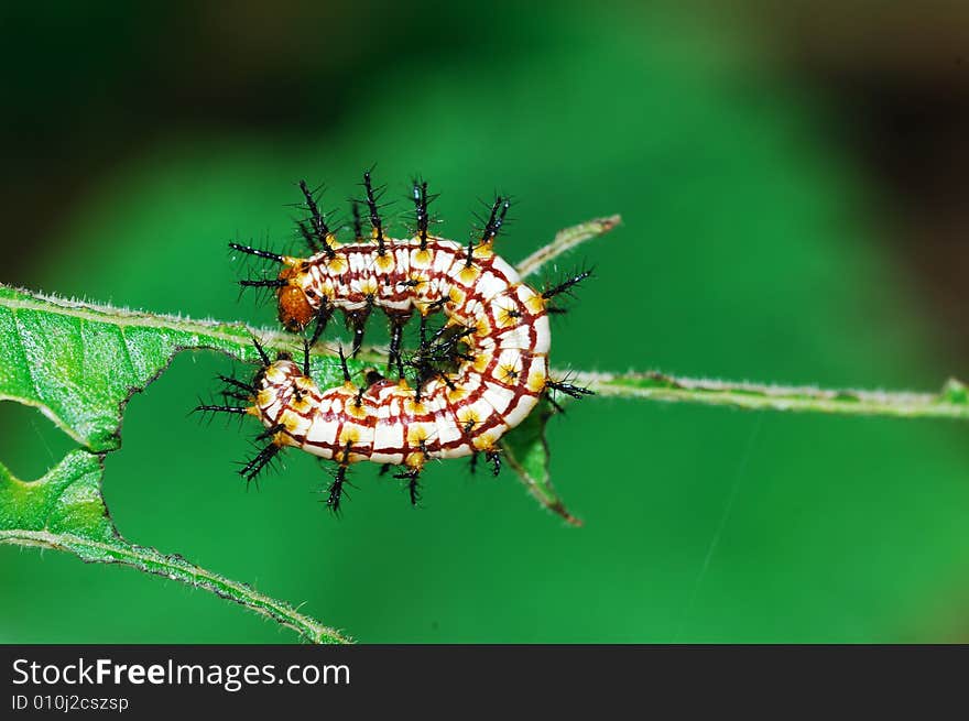 A butterfly larva eating the leaves.