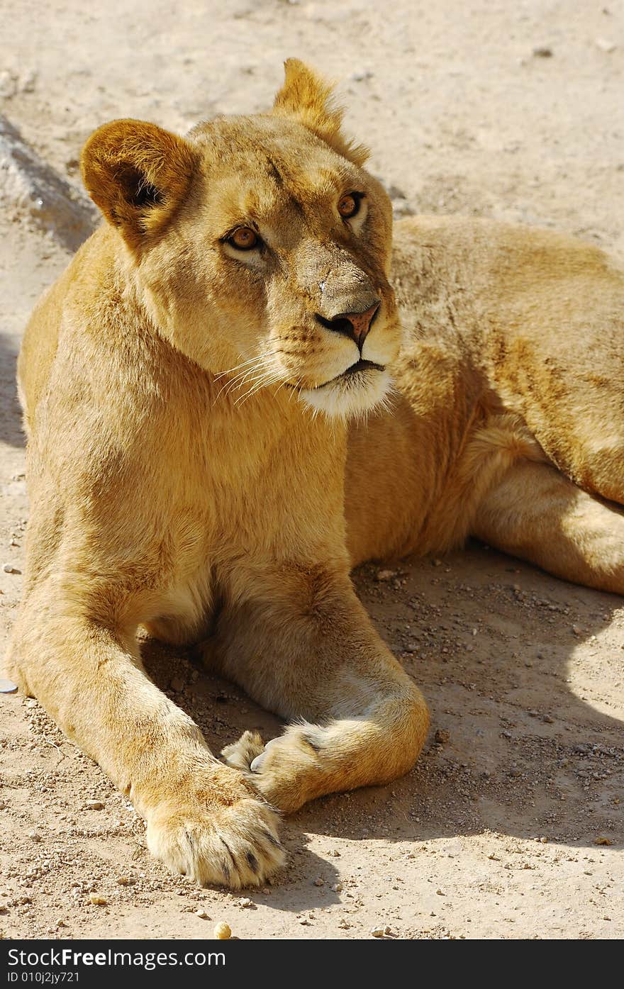 Female lion