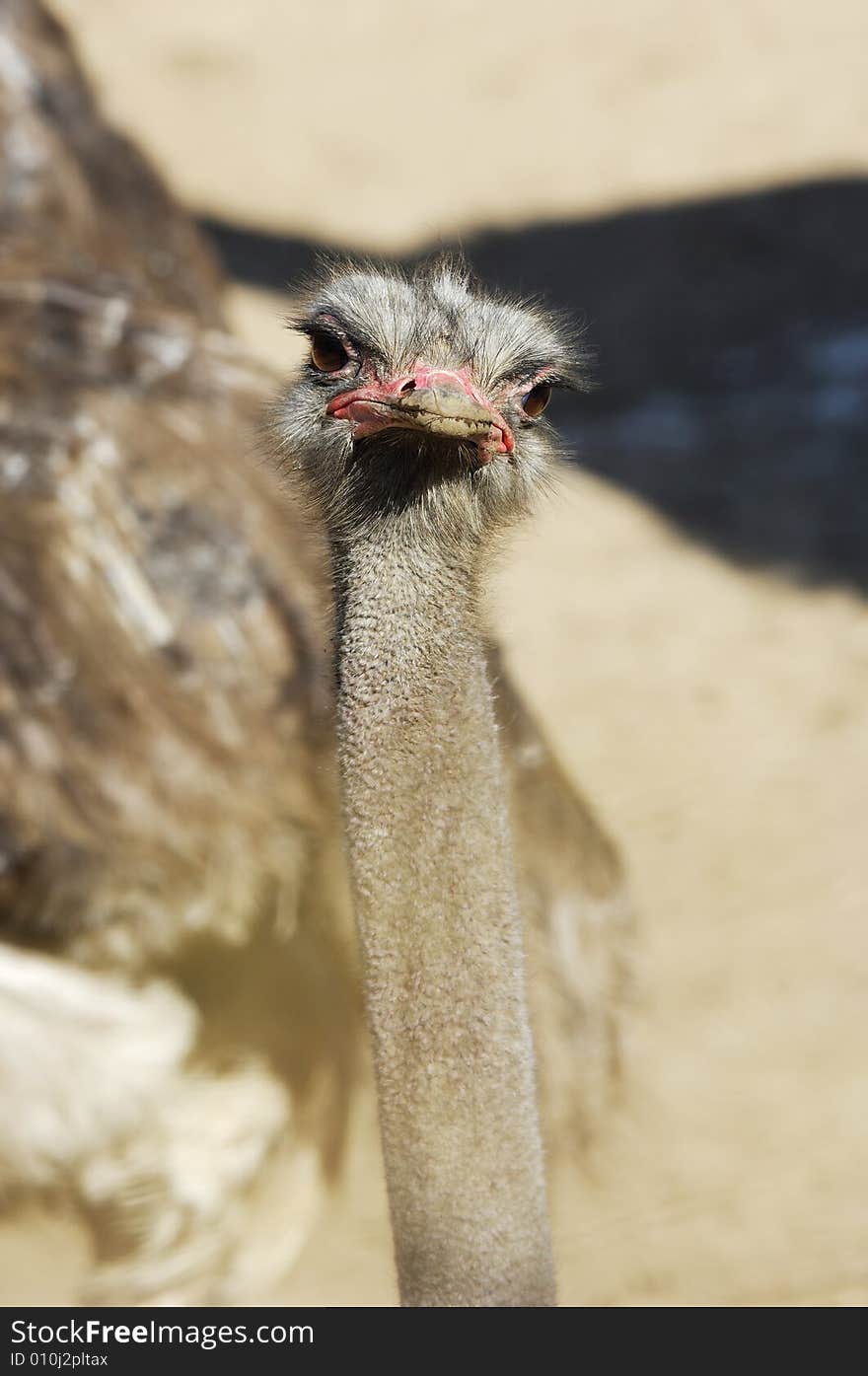 Ostrich