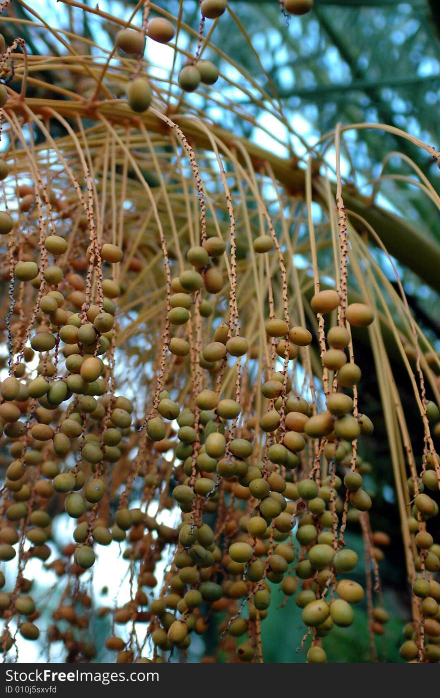 Round ball - tree fruits in Chinese park.