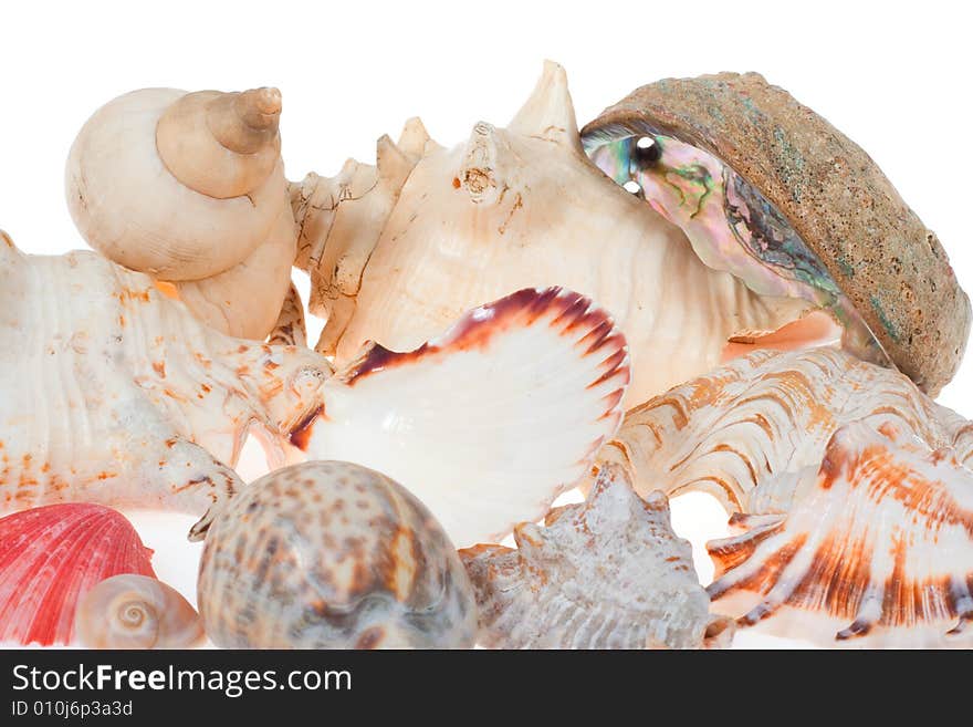 Shells, photo on white background