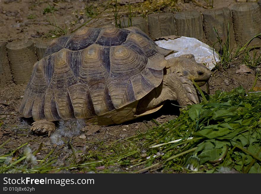 Eating turtle in the Miskolc zoo