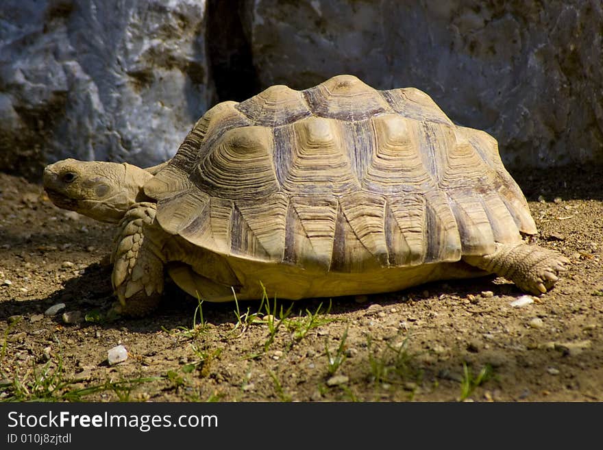 Sunbather tortoise in the Miskolc zoo