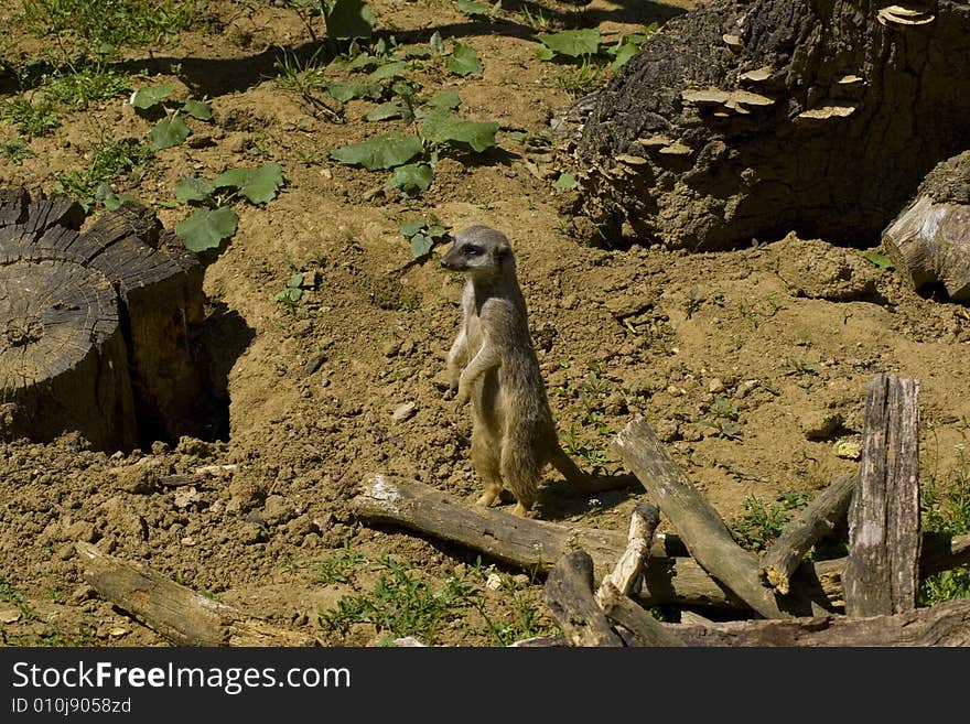 Meerkat in the Miskolc zoo