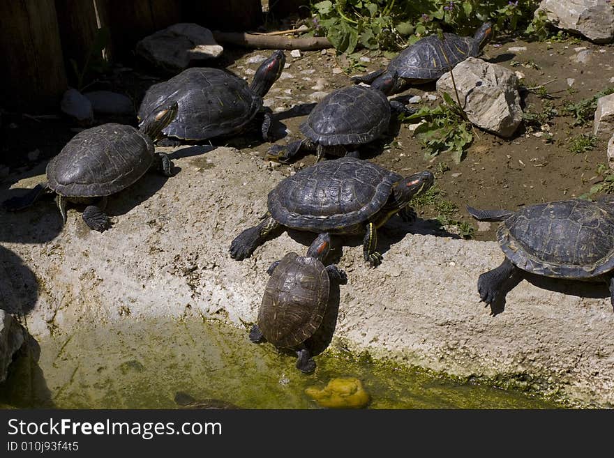 Sunbathing Tortoises