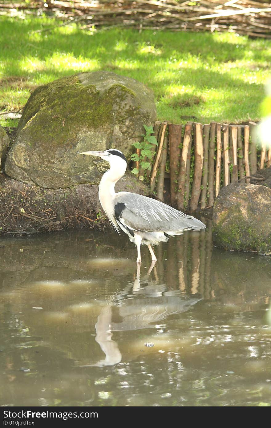 Stork