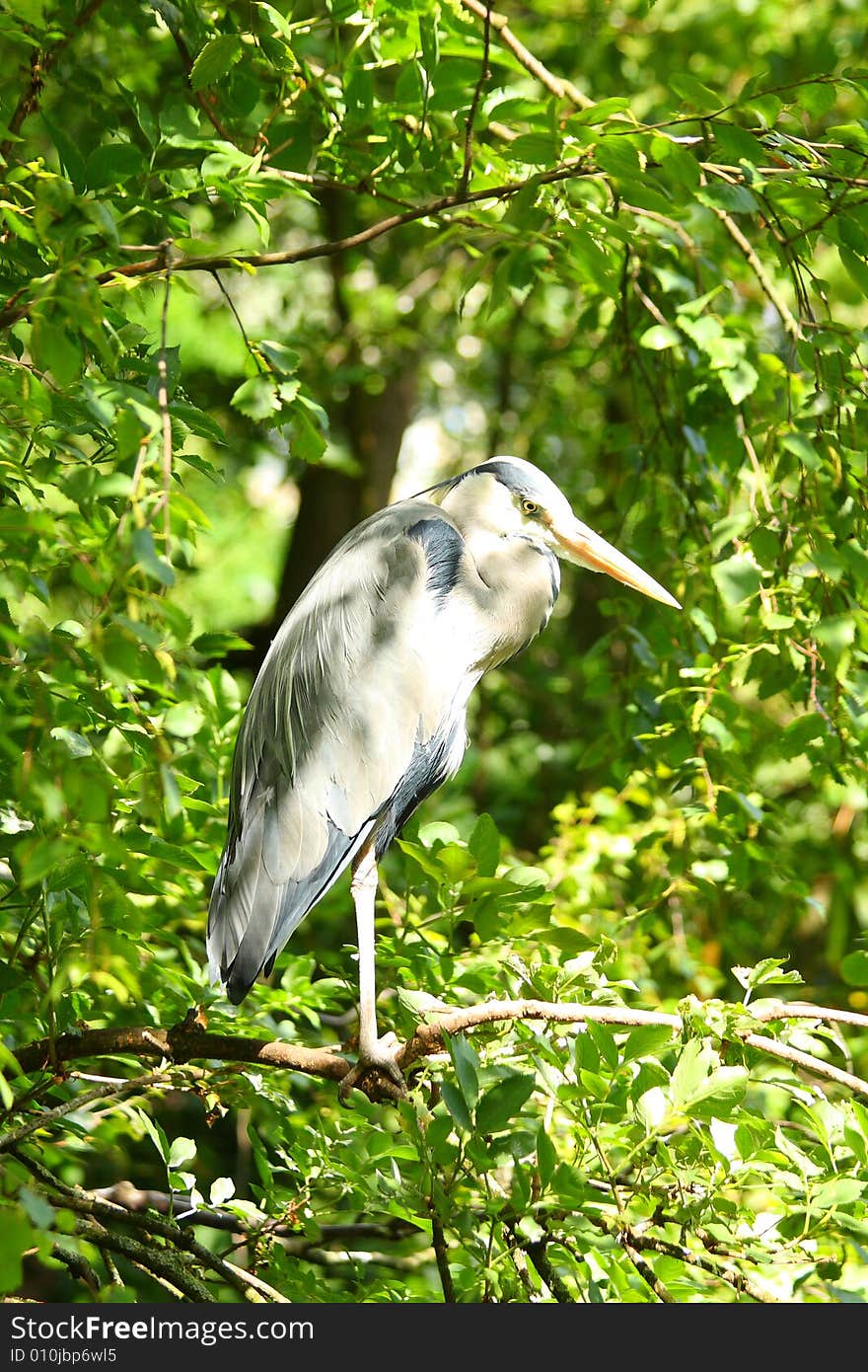 Stork