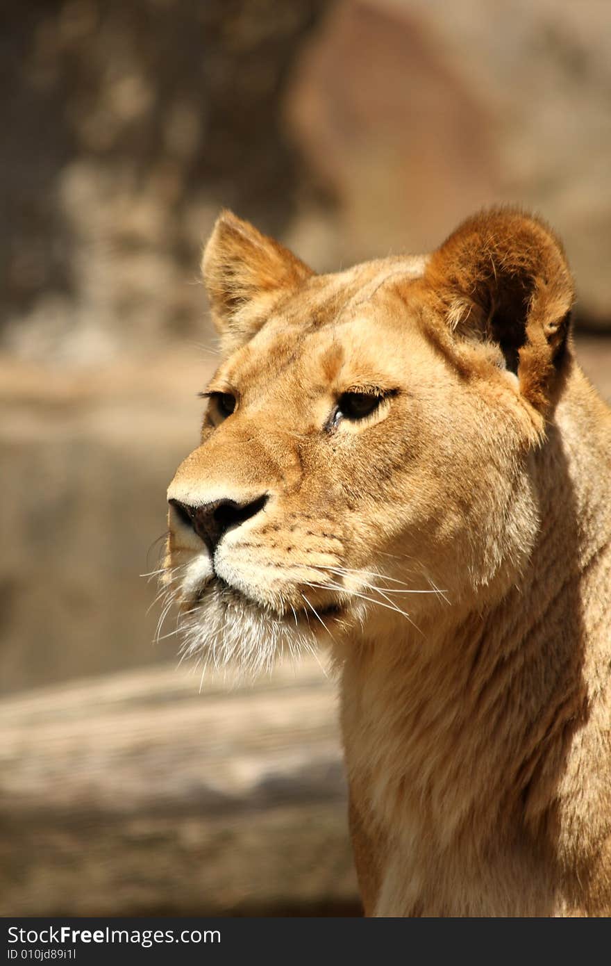 Lioness in Sabi Sands Reserve, South Africa