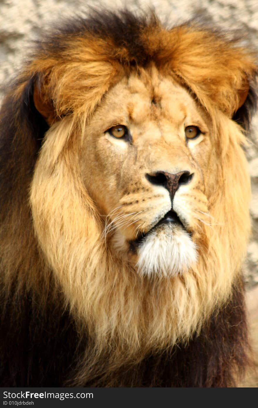 Lion in Sabi Sands