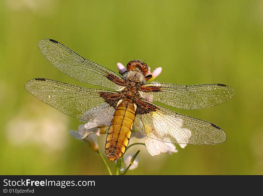 Detail of the beautiful insect. Detail of the beautiful insect