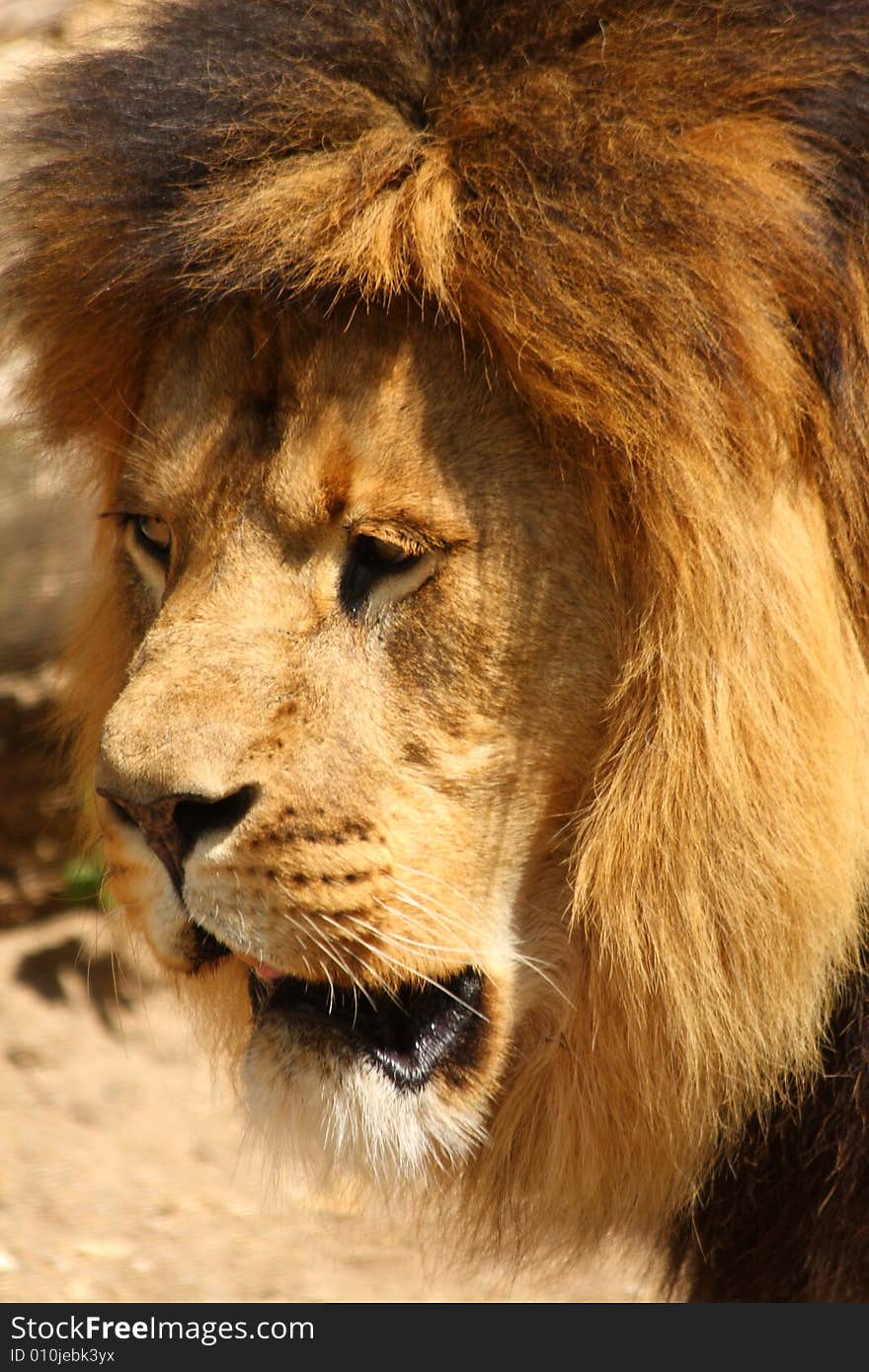 Lion in Sabi Sands Reserve, South Africa